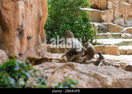 Famille de babouins de Hamadryas Banque D'Images