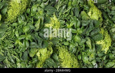 Fond vert d'herbes fraîches parfumées. Basilic cilantro menthe poivrée épinards, salade, arugula. Plat Banque D'Images