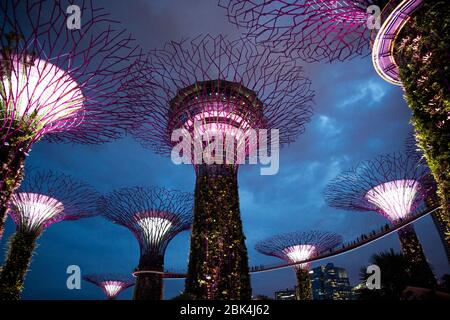 Le Supertree Grove illuminé à Gardens by the Bay à Singapour Banque D'Images