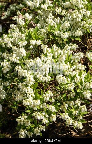 AnAndromeda Pieris japonica var. Yakushimensis 'Prelude' Banque D'Images