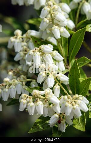 Andromeda japonais nain Pieri japonica var.. Yakushimensis 'Prelude' Piris Prelude Banque D'Images