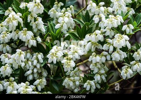 AnAndromeda Pieris japonica var. Yakushimensis 'Prelude' Banque D'Images