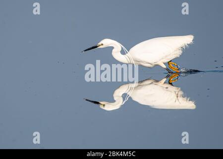 Un beau et élégant blanc petit oiseau aigrette poissons dans un lac avec l'éclairage action rapide piquant un petit poisson avec son bec Banque D'Images