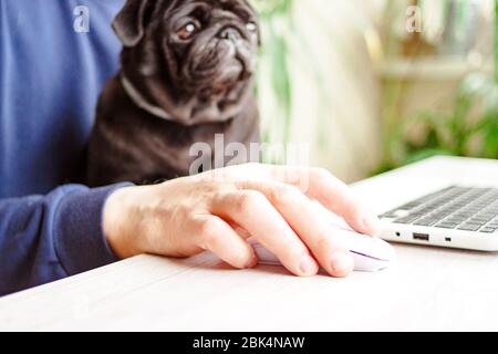 Homme travaillant à domicile ordinateur portable avec chien de pug noir. Concept de mobilité, en ligne, de bureau distant en quarantaine Banque D'Images