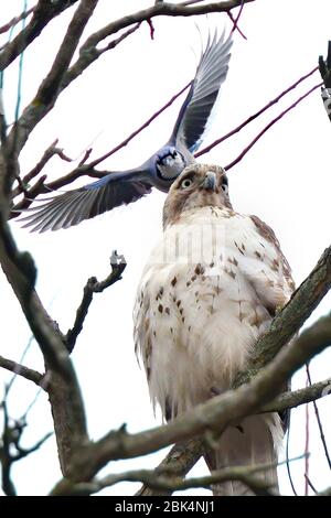 Perchée Hawk sur une branche d'arbre en train d'être embranchée par un geai bleu agressif. Banque D'Images