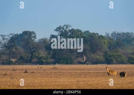 nilgai ou taureau bleu ou Boselaphus tragocamelus plus grand antilope asiatique dans le paysage contexte de paysage dans la zone humide du parc national de keoladeo bharatpur Banque D'Images