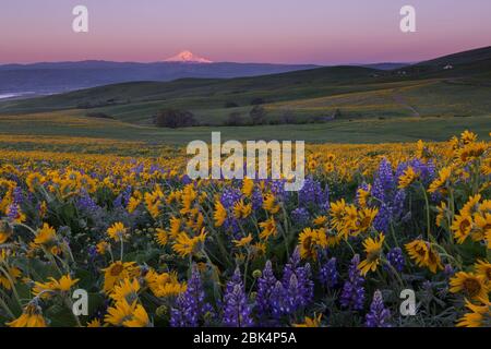 Des fleurs sauvages sont exposées dans la région de Columbia Hills, dans l'État de Washington. La rivière Columbia, l'Oregon et le Mt. Le capot est visible. Banque D'Images