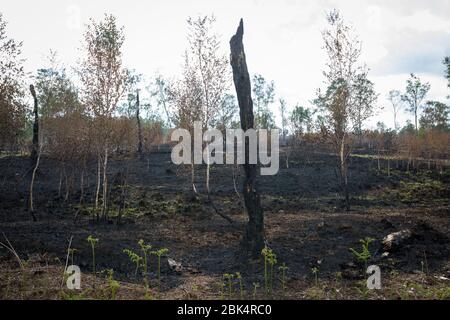 Paysage avec des bouleaux brûchés après un incendie de forêt à la réserve naturelle de 'Mariapeel' aux Pays-Bas Banque D'Images