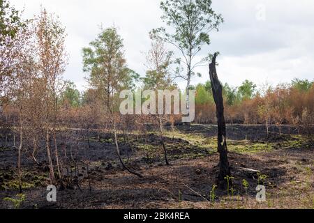 Paysage avec des bouleaux brûchés après un incendie de forêt à la réserve naturelle de 'Mariapeel' aux Pays-Bas Banque D'Images