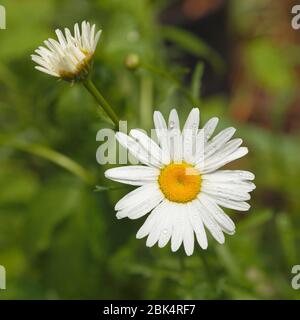 Raindrops sur une Marguerite dans un jardin près d'Eagle Lake, Ontario, Canada Banque D'Images
