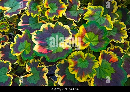 Les feuilles de plantes et de fleurs domestiques font de jolis motifs dans une pépinière à Bend, Oregon. Banque D'Images