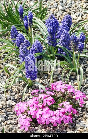 Raisin jacinthe Muscari armeniacum 'Blue Spike' Banque D'Images