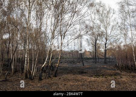 Paysage avec des bouleaux brûchés après un incendie de forêt à la réserve naturelle de 'Mariapeel' aux Pays-Bas Banque D'Images