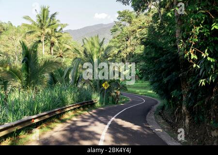 Route dans une forêt, Bali, Indonésie Banque D'Images