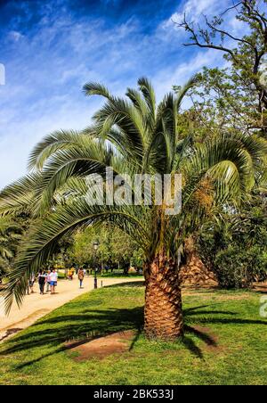 Parc de la Citadelle (Parc de la Ciutadella) à Barcelone, Catalogne, Espagne. Banque D'Images