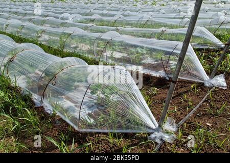 Rangées de mini serres, propagation de graines végétales. Banque D'Images