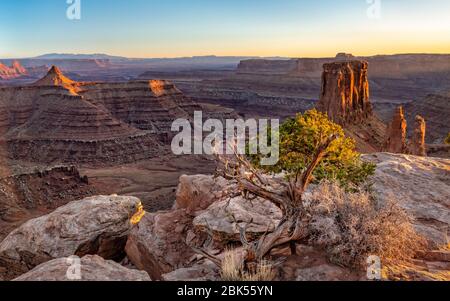 Un genévrier éclairé par la dernière lumière dorée de la journée près de la limite de Marlboro point surplombant le Canyon Sefer dans le parc national de Canyonlands, Utah. Banque D'Images