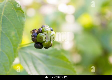 Graines de Lantana. Quand ils deviennent noirs, ils sont matures et prêts à récolter pour la plantation. Lantanas font une belle couverture avec des grappes de fleurs Banque D'Images