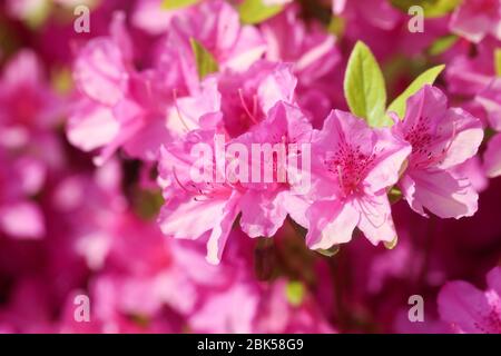 Gros plan sur des fleurs d'azalée blanches royales Banque D'Images