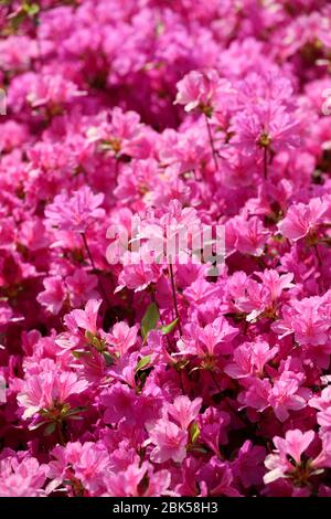 Plein d'azalées roses au printemps Banque D'Images