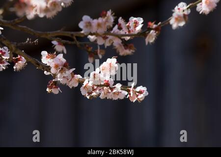 Gros plan de fleurs de prune contre le ciel bleu le jour du printemps Banque D'Images