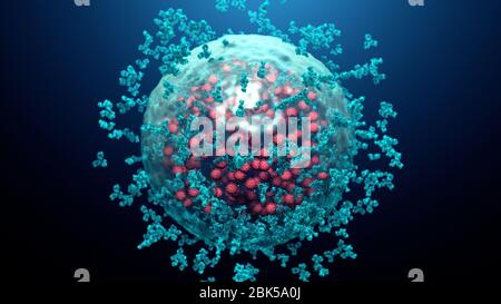 Illustration des anticorps (bleus) se fixant à une cellule infectée par le coronavirus (rouges). Les anticorps se lient à des antigènes spécifiques, par exemple des protéines virales affichées à la surface des cellules infectées, les marquant pour leur destruction par les cellules immunitaires des phagocytes. Banque D'Images