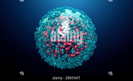 Illustration des anticorps (bleus) se fixant à une cellule infectée par le coronavirus (rouges). Les anticorps se lient à des antigènes spécifiques, par exemple des protéines virales affichées à la surface des cellules infectées, les marquant pour leur destruction par les cellules immunitaires des phagocytes. Banque D'Images