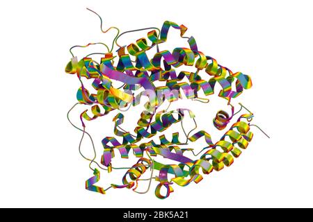 Récepteur ACE2 humain, illustration informatique. Le récepteur est un récepteur de type ACE2 (enzyme de conversion de l'angiotensine 2), qui est la voie d'entrée pour tous les types de particules du coronavirus. Covid-19, qui a vu le jour à Wuhan, en Chine, en décembre 2019, est une maladie respiratoire bénigne qui peut se développer en pneumonie et être mortelle dans certains cas. Elle est causée par le coronavirus du COV-SRAS-2 (auparavant le coronavirus du 2019-nCoV). Banque D'Images