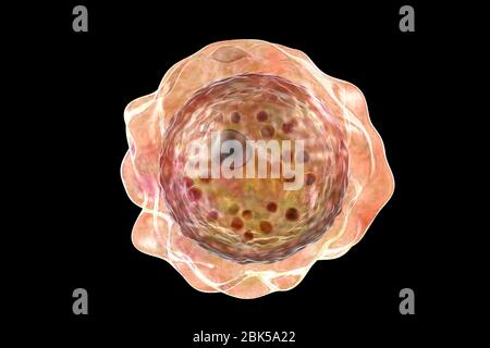 Balamuthia mandrillaris amibe, illustration informatique. C'est la forme infectieuse de l'organisme, la forme kyste. B. mandrillaris, organisme vivant en liberté à cellule unique, se trouve dans l'eau et le sol des régions tempérées. Les infections sont rares, mais elles peuvent causer la maladie de l'encéphalite oroebienne granulomateuse (GAE) du cerveau, avec est presque toujours fatale. Banque D'Images