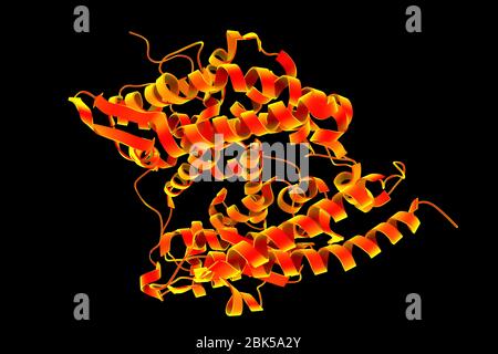 Récepteur ACE2 humain, illustration informatique. Le récepteur est un récepteur de type ACE2 (enzyme de conversion de l'angiotensine 2), qui est la voie d'entrée pour tous les types de particules du coronavirus. Covid-19, qui a vu le jour à Wuhan, en Chine, en décembre 2019, est une maladie respiratoire bénigne qui peut se développer en pneumonie et être mortelle dans certains cas. Elle est causée par le coronavirus du COV-SRAS-2 (auparavant le coronavirus du 2019-nCoV). Banque D'Images
