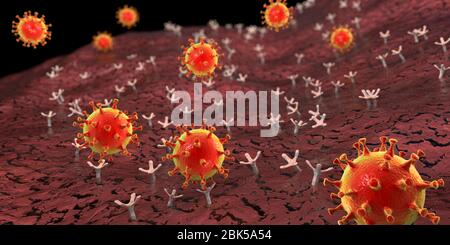 Covid-19 coronavirus se liant à la cellule humaine, illustration conceptuelle de l'ordinateur. Le coronavirus du SRAS-CoV-2 (auparavant 2019-nCoV) se lie à un récepteur de l'AC-2 sur une cellule humaine (non à l'échelle). Le SRAS-COV-2 cause l'infection respiratoire le Covid-19, qui peut entraîner une pneumonie mortelle. L'enzyme 2 (enzyme de conversion de l'angiotensine) est une aminopeptidase liée à la membrane, le principal récepteur hôte de la glycoprotéine de pic du SRAS-CoV-2 qui sert de première étape dans le développement de l'infection au coronavirus sur un niveau cellulaire et une cible potentielle pour la stratégie de traitement. Banque D'Images