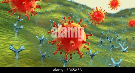 Covid-19 coronavirus se liant à la cellule humaine, illustration conceptuelle de l'ordinateur. Le coronavirus du SRAS-CoV-2 (auparavant 2019-nCoV) se lie à un récepteur de l'AC-2 sur une cellule humaine (non à l'échelle). Le SRAS-COV-2 cause l'infection respiratoire le Covid-19, qui peut entraîner une pneumonie mortelle. L'enzyme 2 (enzyme de conversion de l'angiotensine) est une aminopeptidase liée à la membrane, le principal récepteur hôte de la glycoprotéine de pic du SRAS-CoV-2 qui sert de première étape dans le développement de l'infection au coronavirus sur un niveau cellulaire et une cible potentielle pour la stratégie de traitement. Banque D'Images