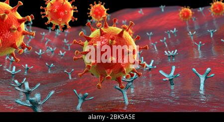 Covid-19 coronavirus se liant à la cellule humaine, illustration conceptuelle de l'ordinateur. Le coronavirus du SRAS-CoV-2 (auparavant 2019-nCoV) se lie à un récepteur de l'AC-2 sur une cellule humaine (non à l'échelle). Le SRAS-COV-2 cause l'infection respiratoire le Covid-19, qui peut entraîner une pneumonie mortelle. L'enzyme 2 (enzyme de conversion de l'angiotensine) est une aminopeptidase liée à la membrane, le principal récepteur hôte de la glycoprotéine de pic du SRAS-CoV-2 qui sert de première étape dans le développement de l'infection au coronavirus sur un niveau cellulaire et une cible potentielle pour la stratégie de traitement. Banque D'Images