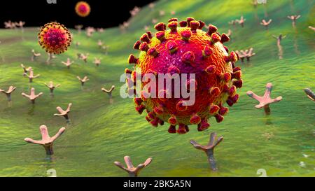 Covid-19 coronavirus se liant à la cellule humaine, illustration conceptuelle de l'ordinateur. Le coronavirus du SRAS-CoV-2 (auparavant 2019-nCoV) se lie à un récepteur de l'AC-2 sur une cellule humaine (non à l'échelle). Le SRAS-COV-2 cause l'infection respiratoire le Covid-19, qui peut entraîner une pneumonie mortelle. L'enzyme 2 (enzyme de conversion de l'angiotensine) est une aminopeptidase liée à la membrane, le principal récepteur hôte de la glycoprotéine de pic du SRAS-CoV-2 qui sert de première étape dans le développement de l'infection au coronavirus sur un niveau cellulaire et une cible potentielle pour la stratégie de traitement. Banque D'Images