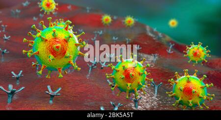 Covid-19 coronavirus se liant à la cellule humaine, illustration conceptuelle de l'ordinateur. Le coronavirus du SRAS-CoV-2 (auparavant 2019-nCoV) se lie à un récepteur de l'AC-2 sur une cellule humaine (non à l'échelle). Le SRAS-COV-2 cause l'infection respiratoire le Covid-19, qui peut entraîner une pneumonie mortelle. L'enzyme 2 (enzyme de conversion de l'angiotensine) est une aminopeptidase liée à la membrane, le principal récepteur hôte de la glycoprotéine de pic du SRAS-CoV-2 qui sert de première étape dans le développement de l'infection au coronavirus sur un niveau cellulaire et une cible potentielle pour la stratégie de traitement. Banque D'Images