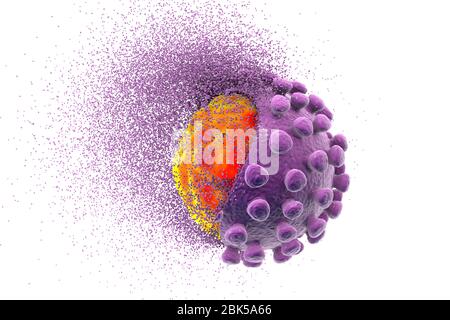 Éradication du coronavirus covid-19, illustration conceptuelle. Le nouveau coronavirus SRAS-CoV-2 (auparavant 2019-CoV) a vu le jour à Wuhan, en Chine, en décembre 2019. Le virus cause une maladie respiratoire légère (Covid-19) qui peut se développer en pneumonie et être mortelle dans certains cas. Les coronavirus prennent leur nom de leur couronne (couronne) de protéines de pointe de surface (grandes protusions), qui sont utilisées pour attacher et pénétrer leurs cellules hôtes. Banque D'Images