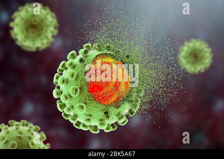 Éradication du coronavirus covid-19, illustration conceptuelle. Le nouveau coronavirus SRAS-CoV-2 (auparavant 2019-CoV) a vu le jour à Wuhan, en Chine, en décembre 2019. Le virus cause une maladie respiratoire légère (Covid-19) qui peut se développer en pneumonie et être mortelle dans certains cas. Les coronavirus prennent leur nom de leur couronne (couronne) de protéines de pointe de surface (grandes protusions), qui sont utilisées pour attacher et pénétrer leurs cellules hôtes. Banque D'Images