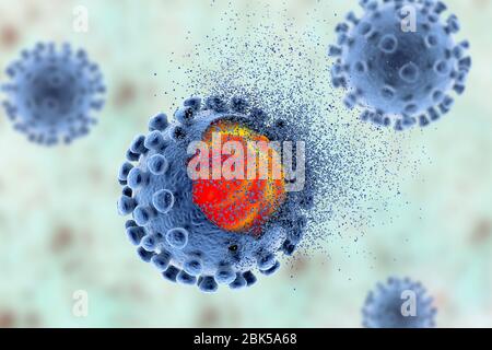 Éradication du coronavirus covid-19, illustration conceptuelle. Le nouveau coronavirus SRAS-CoV-2 (auparavant 2019-CoV) a vu le jour à Wuhan, en Chine, en décembre 2019. Le virus cause une maladie respiratoire légère (Covid-19) qui peut se développer en pneumonie et être mortelle dans certains cas. Les coronavirus prennent leur nom de leur couronne (couronne) de protéines de pointe de surface (grandes protusions), qui sont utilisées pour attacher et pénétrer leurs cellules hôtes. Banque D'Images