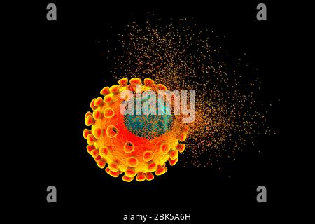 Éradication du coronavirus covid-19, illustration conceptuelle. Le nouveau coronavirus SRAS-CoV-2 (auparavant 2019-CoV) a vu le jour à Wuhan, en Chine, en décembre 2019. Le virus cause une maladie respiratoire légère (Covid-19) qui peut se développer en pneumonie et être mortelle dans certains cas. Les coronavirus prennent leur nom de leur couronne (couronne) de protéines de pointe de surface (grandes protusions), qui sont utilisées pour attacher et pénétrer leurs cellules hôtes. Banque D'Images