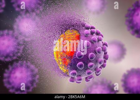 Éradication du coronavirus covid-19, illustration conceptuelle. Le nouveau coronavirus SRAS-CoV-2 (auparavant 2019-CoV) a vu le jour à Wuhan, en Chine, en décembre 2019. Le virus cause une maladie respiratoire légère (Covid-19) qui peut se développer en pneumonie et être mortelle dans certains cas. Les coronavirus prennent leur nom de leur couronne (couronne) de protéines de pointe de surface (grandes protusions), qui sont utilisées pour attacher et pénétrer leurs cellules hôtes. Banque D'Images