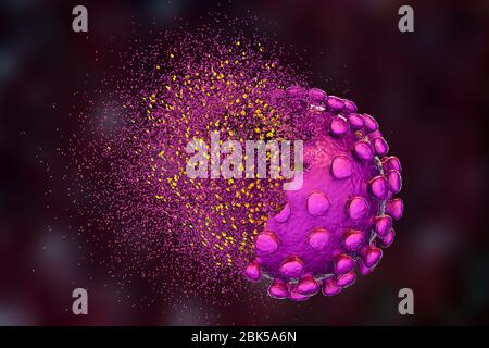 Éradication du coronavirus covid-19, illustration conceptuelle. Le nouveau coronavirus SRAS-CoV-2 (auparavant 2019-CoV) a vu le jour à Wuhan, en Chine, en décembre 2019. Le virus cause une maladie respiratoire légère (Covid-19) qui peut se développer en pneumonie et être mortelle dans certains cas. Les coronavirus prennent leur nom de leur couronne (couronne) de protéines de pointe de surface (grandes protusions), qui sont utilisées pour attacher et pénétrer leurs cellules hôtes. Banque D'Images