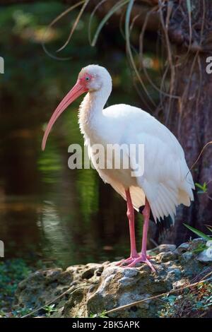 L'ibis blanc américain (Eudocimus albus) chasse dans la réserve nationale de Big Cypress. Floride. ÉTATS-UNIS Banque D'Images