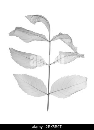 Frêne de montagne (Sorbus rosaceae), rayons X. Banque D'Images