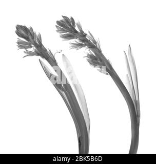 Jacinthe (jacinthus sp.), rayons X. Banque D'Images