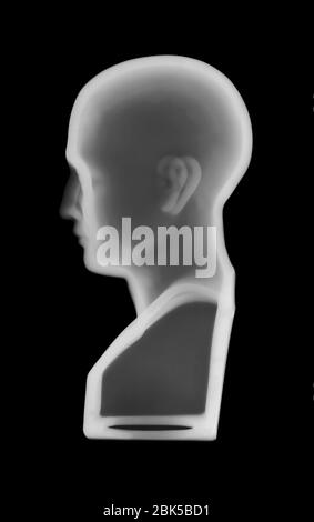 Modèle de phroenologie, radiographie. Banque D'Images