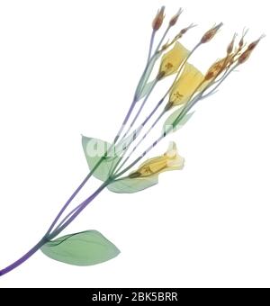 Branche avec plusieurs fleurs et bourgeons jaunes, rayons X colorés. Banque D'Images