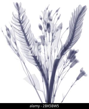 Longues feuilles et boutons de fleurs, rayons X. Banque D'Images