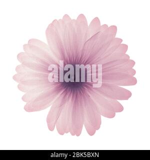 Marguerite rose, radiographie colorée. Banque D'Images