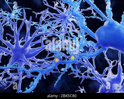 Illustration d'astrocytes protoplasmiques. Les astrocytes sont un type de cellule gliale. Ils fournissent un soutien structurel et une protection aux neurones (cellules nerveuses) et leur fournissent également des nutriments et de l'oxygène. Les astrocytes sont subdivisés en types fibreux et protoplasmiques. Les astrocytes protoplasmiques sont présents dans la matière grise du cerveau et ont des processus relativement courts qui se rattachant aux corps cellulaires des neurones. Banque D'Images