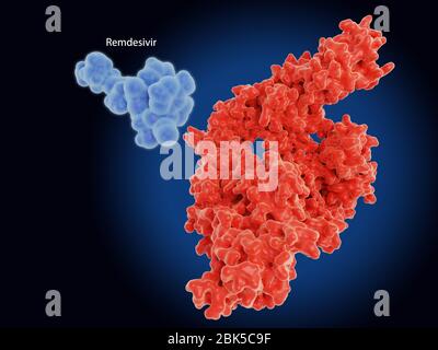 Les modèles moléculaires du médicament analogue nucléotidique remdesivir et de sa cible l'enzyme ARN-dépendante (acide ribonucléique) polymérase (RDRP, rouge) du coronavirus du COV-SRAS. Le virus a émergé à Wuhan, en Chine, en décembre 2019, et provoque une maladie respiratoire légère (Covid-19) qui peut se développer en pneumonie et être mortelle dans certains cas. Le RDRP catalyse la réplication de l'ARN (le génome viral) à partir d'un modèle d'ARN et est une cible prometteuse pour le traitement du Covid-19. Banque D'Images